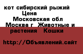 кот сибирский рыжий  › Цена ­ 5 500 - Московская обл., Москва г. Животные и растения » Кошки   